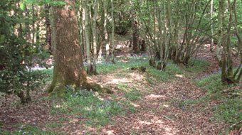 A woodland track way