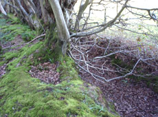 A woodland boundary bank and ditch