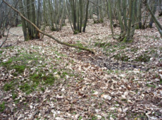 Saw Pit – Rafters Wood, East Sussex  